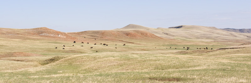 Bison Herd On Prairie